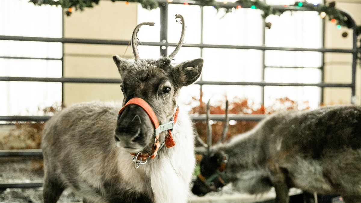 Things To Do This Weekend December 12-14, 2025