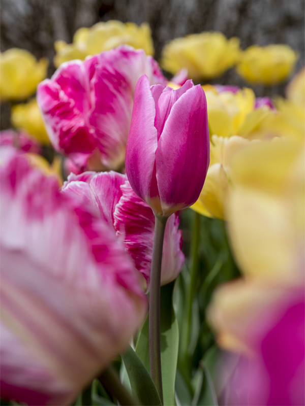 Fall Bulb Sale at Chicago Botanic Garden 