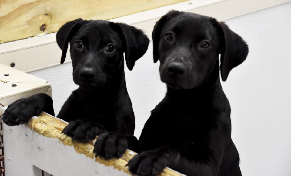 Cookies for Canines at Lambs Farm