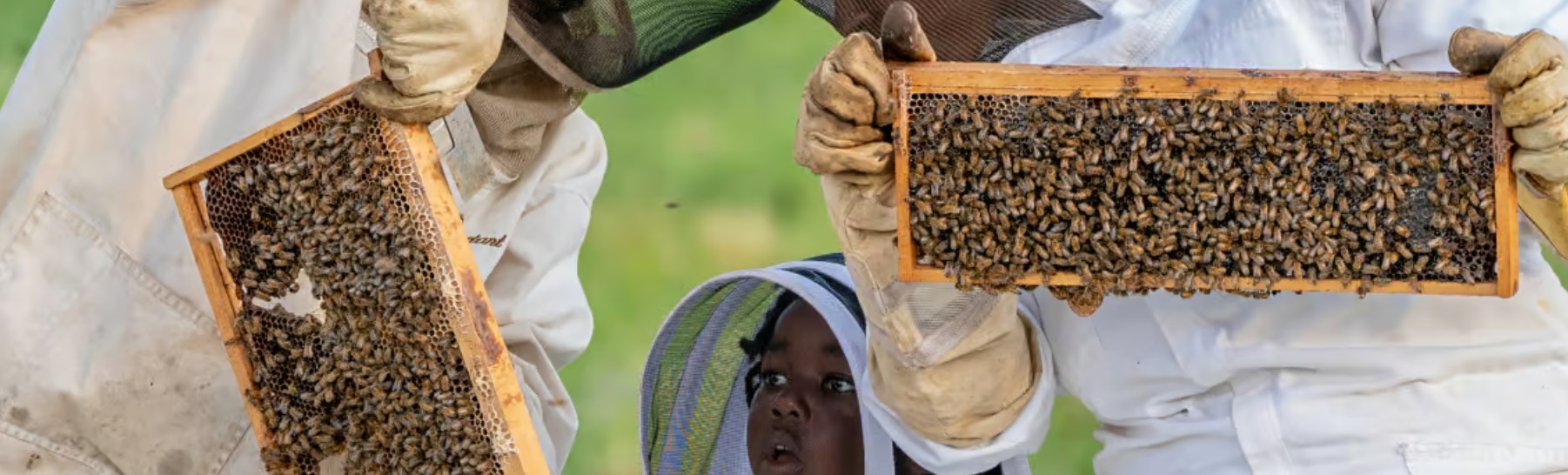 Honey Harvest Festival in Highland Park