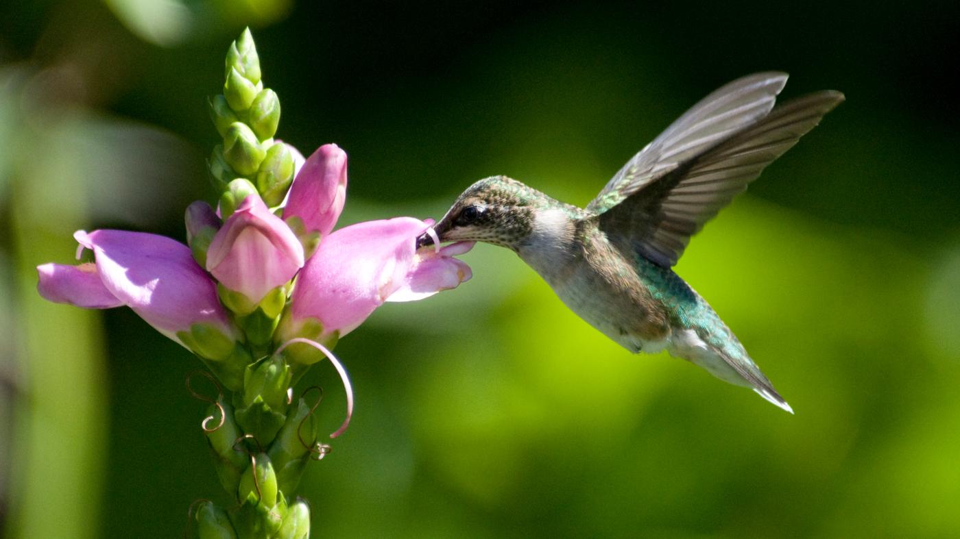 Gardening for Hummingbirds at Chicago Botanic Garden