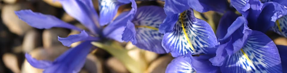 Wild Edibles at Heller Nature Center