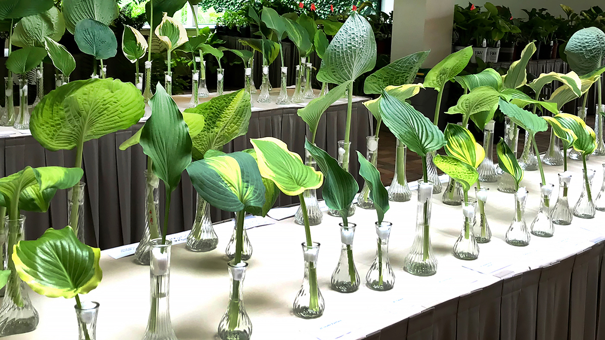 Northern Illinois Hosta Society Display and Sale