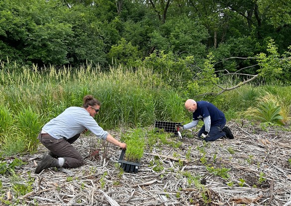 Restoration Workday at Nippersink Forest Preserve in Round Lake