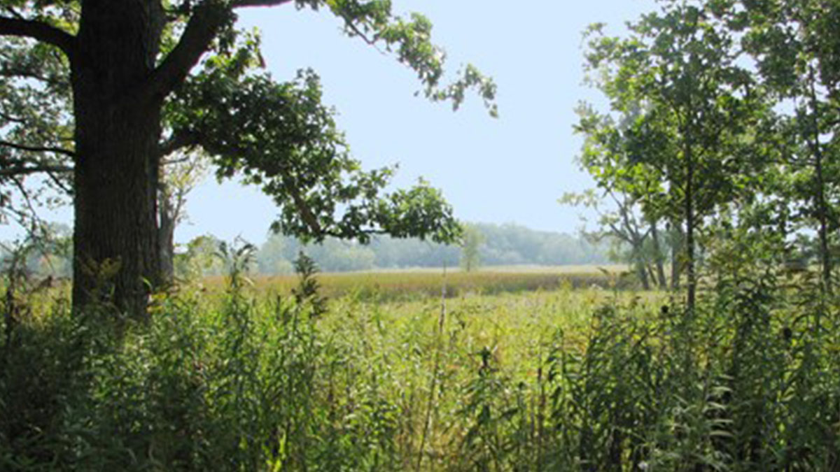 Restoration Workday: Rollins Savanna