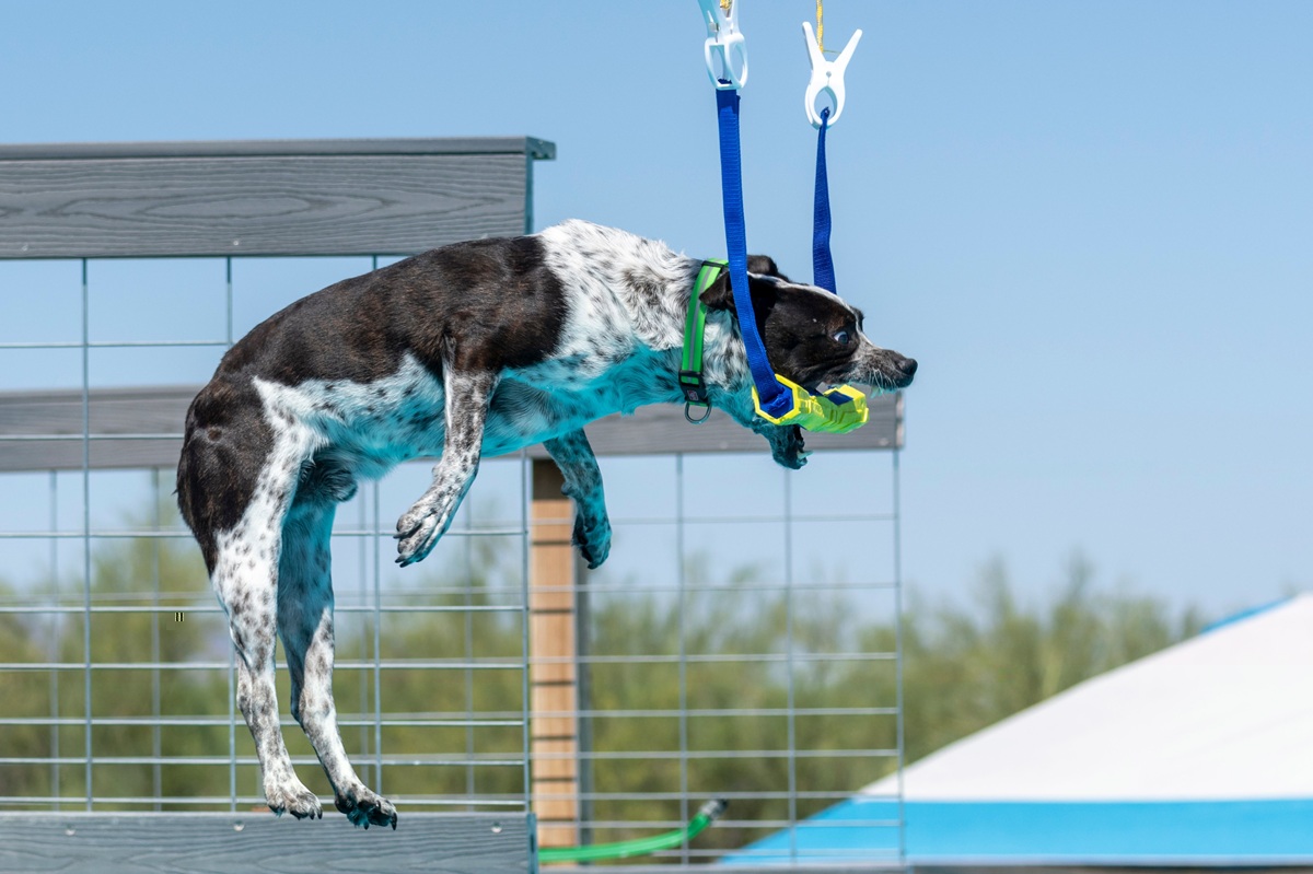 Dogs Days of Summer in Deerfield