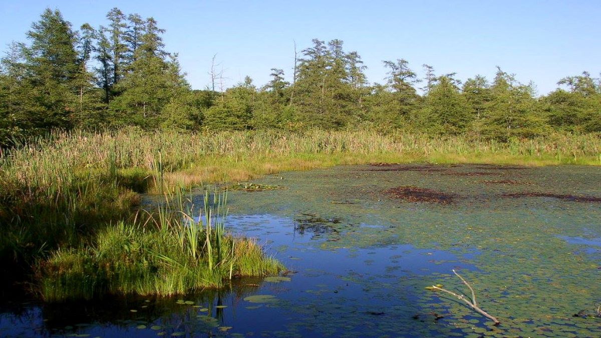 Walks with a Naturalist at Volo Bog Natural Area