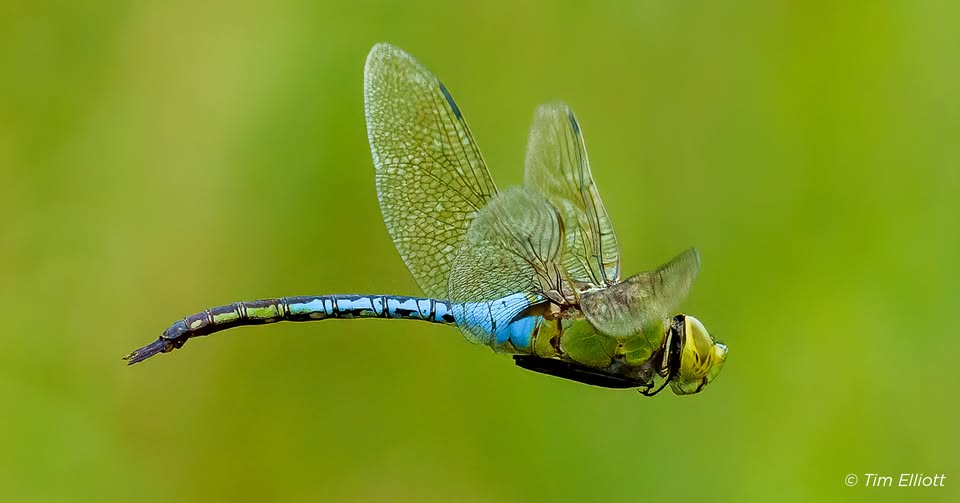 Walk with a Naturalist at Lyons Woods