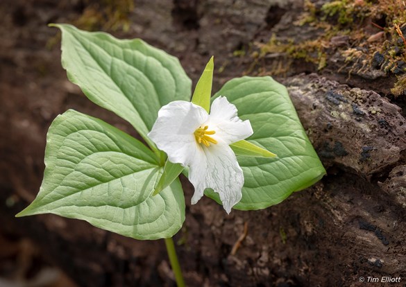 Family Drop-In: Woodland Wildflowers at Edward L. Ryerson Welcome Center