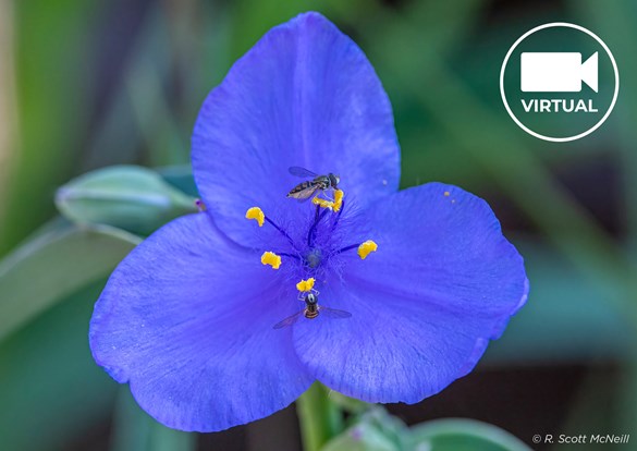 Native Gardeners Club: Ready, Set, Grow: March  Virtual Event