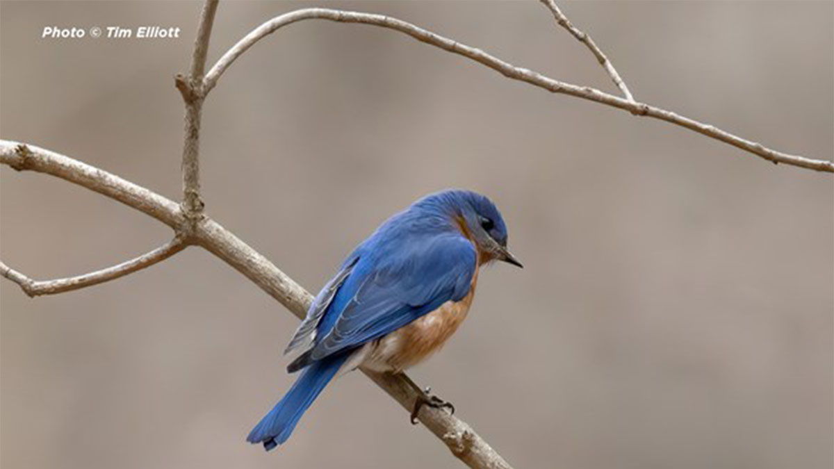 Spring Bird Walk at Rollins Savanna