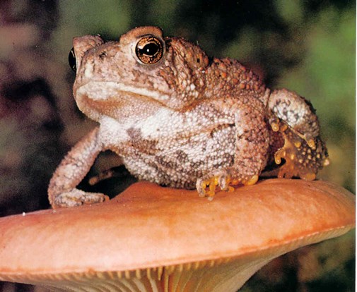 Animal Ambassador Meet and Greet at Edward L. Ryerson Welcome Center in Riverwoods