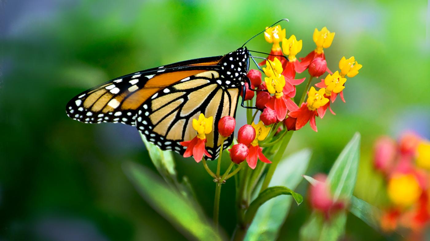 Butterflies & Blooms at Chicago Botanic Gardens