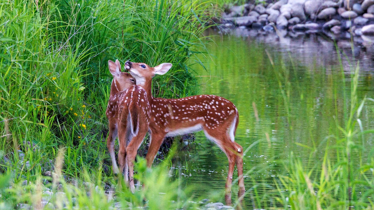 A Journey Through Nature's Lens at the Dunn Museum