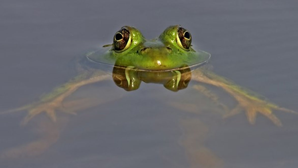 Family Drop-In: Animals of Lake County at Edward L. Ryerson Welcome Center in Riverwoods