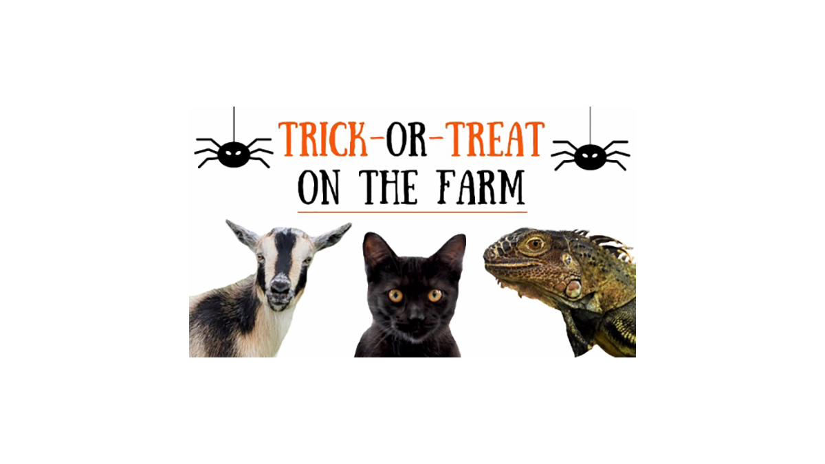 Trick or Treat at Lambs Farm