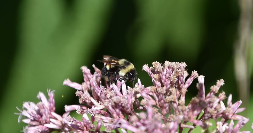 Senior Series Planting for Pollinators at Ryerson Conservation Area