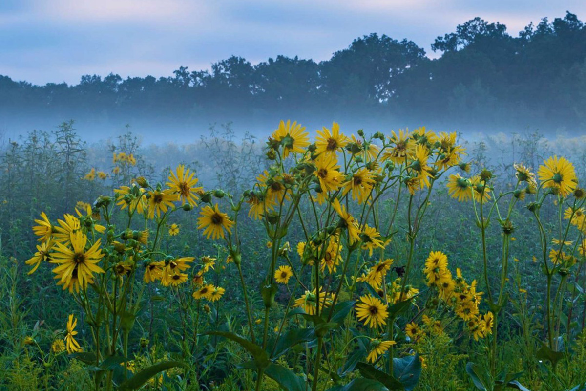 Big Day Bird Walk at Independence Grove Forest Preserve