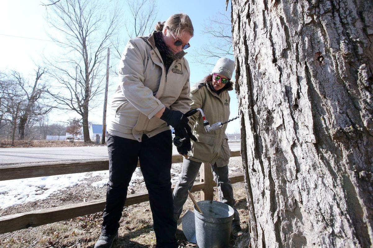 Maple Syrup Hikes at Edward L. Ryerson Conservation Area