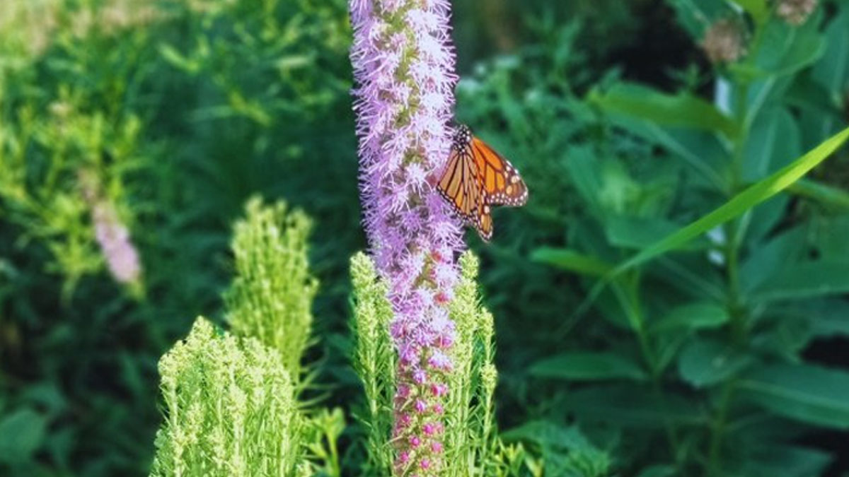 Monarchs on the Move at The Preserve of Highland Park