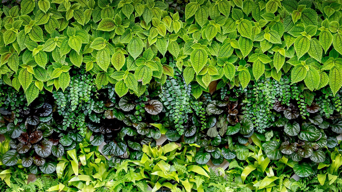 Paintings Inspired by Patterned Gardens at Chicago Botanic Garden