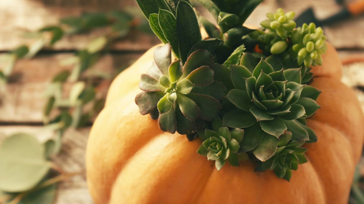 Pumpkins and Succulents Workshop at Elawa Farm