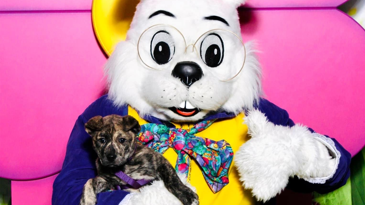 Pet Photos with the Bunny at Hawthorn Mall