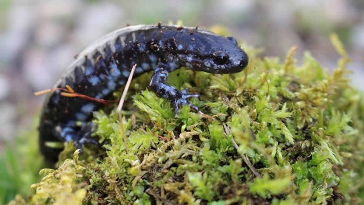 Animals of Lake County: Earth Week at Edward L. Ryerson Education Center in Riverwoods
