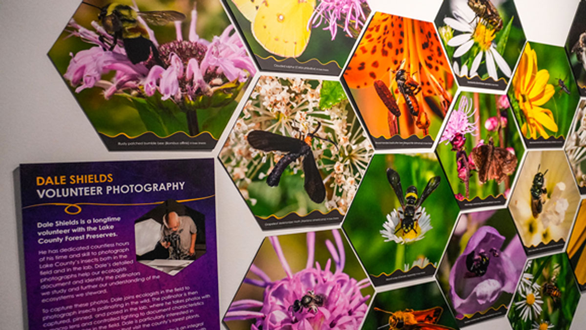 Senior Series: Guided Tour of For the Love of Pollinators at Dunn Museum in Libertyville