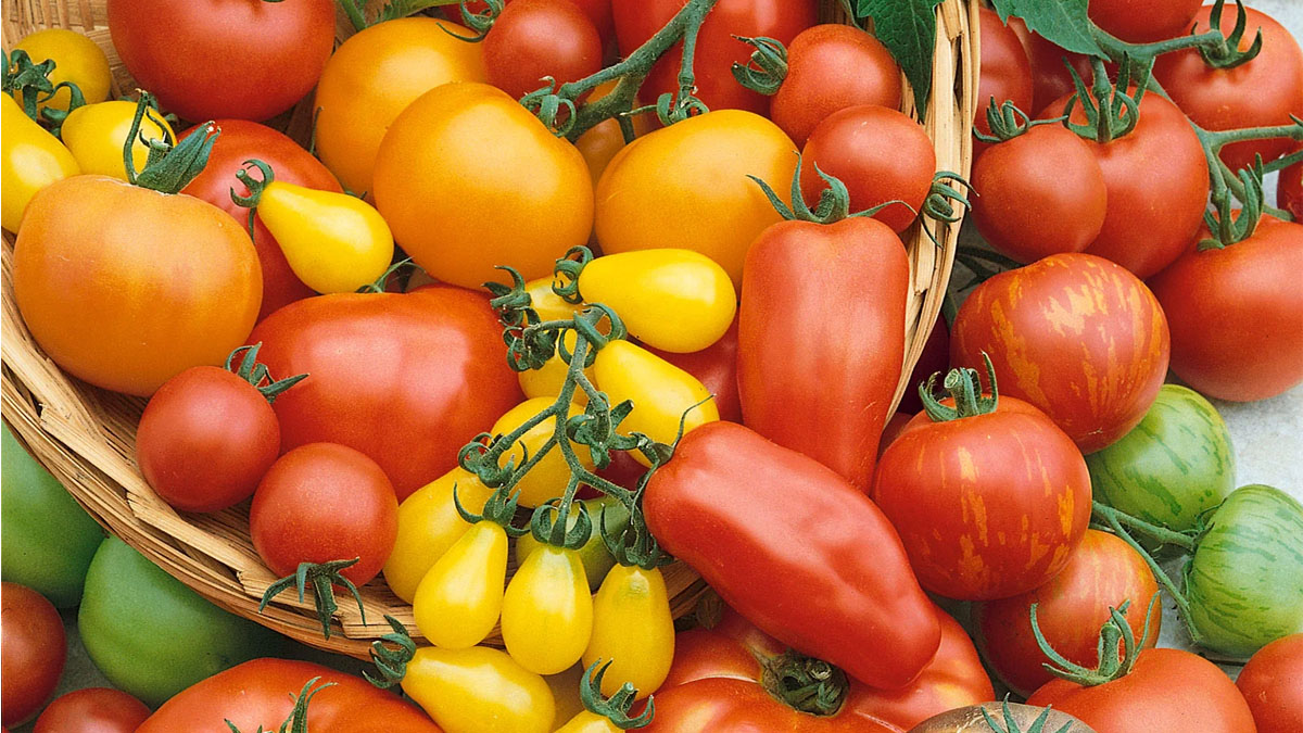 You Say Tomato. We Say Let’s make Marmalade, Gazpacho, Sauce and Tomato Ricotta Cake at The Joyful Gourmet
