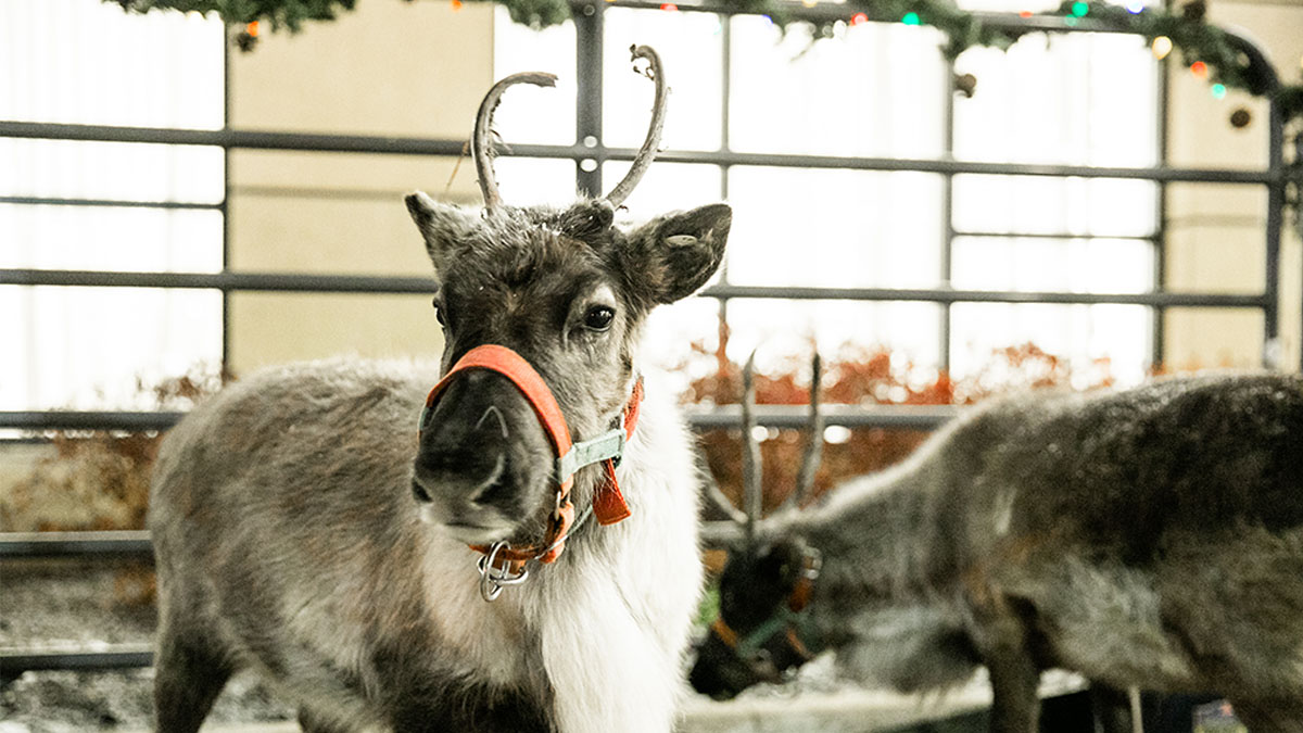 Hot Cocoa Stroll at Hawthorn Row in Vernon Hills