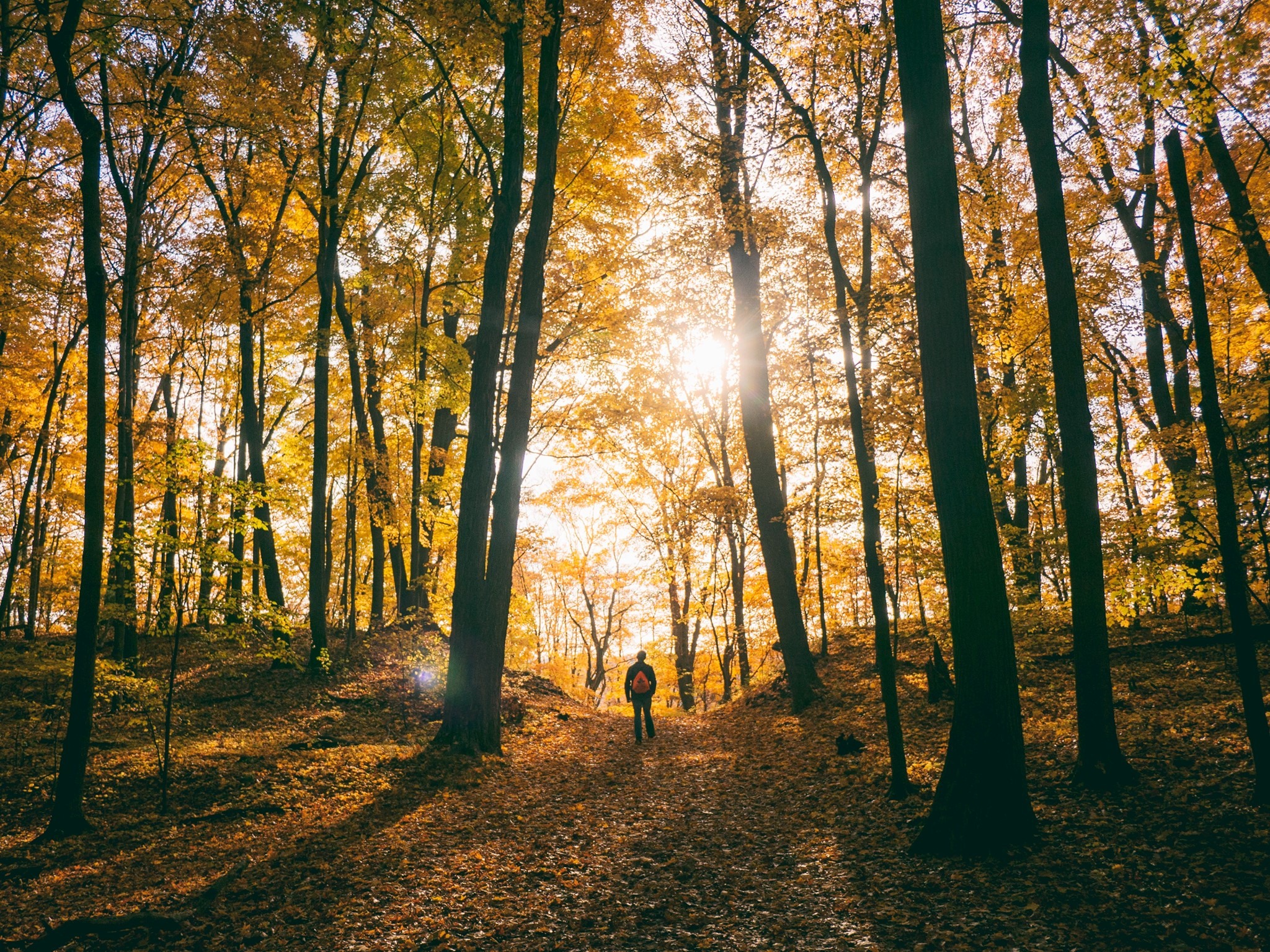 Things To Do This Weekend October 2-4, 2020
